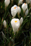 Farmers Market - Crocuses