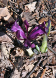 Reticulated Iris
