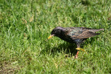 Starling - Harlem Meer