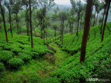 Tea fields, Munnar, India