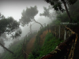 Top station, Munnar, India