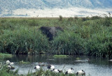 Ngorongoro crater, Tanzania