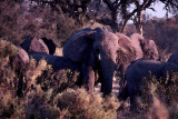 Moremi, Botwana