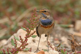 Luscinia svecicaכחול חזה 9208.jpg