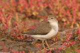 common sandpiper livnat baten9158.jpg