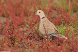 collared dove 9177.jpg