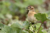 IMG_1455.jpgWhinchat Saxicola rubetra