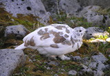 White tailed ptarmigan 472.JPG