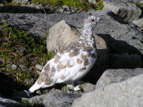 White tailed ptarmigan (male) October
