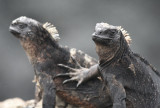 Galąpagos y Andes (Ecuador)