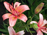Garden Lilies