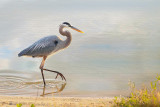 Backlit Great Blue Heron