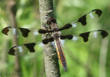 Twelve-spotted Skimmer Libellula pulchella