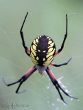 Black-and-yellow Garden Spider female Argiope aurantia