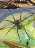 Six-spotted Fishing Spider - Dolomedes triton