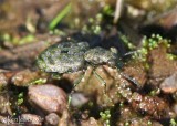 Elaphrus Marsh Ground Beetle
