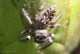 Bronze Jumping Spider - female