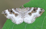 White-banded Toothed Carpet Epirrhoe alternata #7394