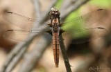 Chalk-fronted Corporal Ladona julia female