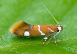 Promalactis suzukiella #1047.9