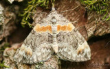 Orange-barred Carpet - Dysstroma hersiliata #7189