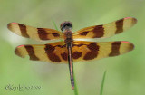 Halloween Pennant Celithemis eponina