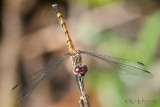 Seaside Dragonlet Erythrodiplax berenice female