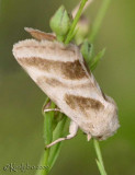 Three-lined Flower Moth Schinia trifascia #11149