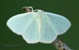 Red-fringed Emerald Nemoria bistriaria #7046