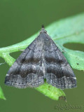 Black-banded Owlet Phalaenostola larentioides #8364