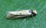 Tinea apicimaculella #0392