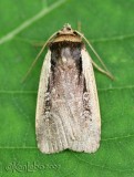 Flame-shouldered Dart Ochropleura plecta #10891