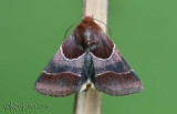 Arcigera Flower Moth Schinia arcigera #11128