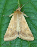 Corn Earworm Moth Heliothis zea #11068