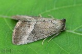 Common Pinkband Ogdoconta cinereola #9720