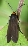 Yellow-collared Scape Moth Cisseps fulvicollis #8267