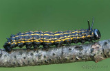 Orange-striped Oakworm