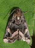 Black Wedge-spot Homophoberia apicosa #9057