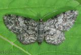 Texas Gray Glenoides texanaria #6443