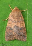 Bicolored Sallow Sunira bicolorago #9957