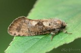 Acrolophus morus #0367