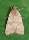Bicolored Sallow Sunira bicolorago #9957