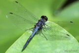 Double-ringed Pennant Celithemis verna