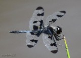 Banded Pennant Celithemis fasciata