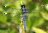 Spangled Skimmer Libellula cyanea