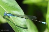 Slender Bluet Enallagma traviatum