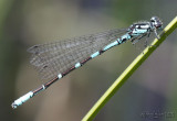Subarctic Bluet Coenagrion interrogatum