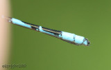 Northern Bluet Enallagma annexum