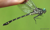 Eastern Least Clubtail Stylogomphus albistylus