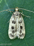 Martyringa latipennis #1065